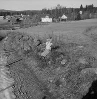 Eva Søderstrøm på steingjerdet i den gamle fegata på Tangerud 1961. Fegata har kulturhistorisk stor interesse og er regulert som spesialområde bevaring.