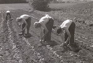 Evang kålplanting 1930-åra.jpg