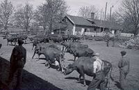 Kuslepp på Øvre Evang. Mykje folk.