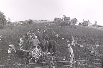 Evang potetopptaking 1930-åra.jpg