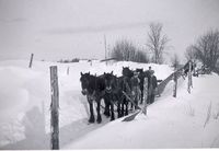 Snøplog med fire hestar.