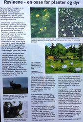 Farseggen info om raviner. Utmarksavdelingen i Viken.