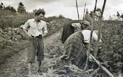 Ungdommer plukker villbringebær i Fegata på Tangerud 1947.