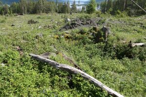 Finsrud 2022 (kk-2022-06-08 - P1010850).JPG