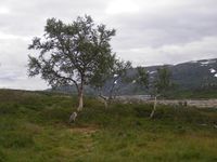 Fjellbjørk. Foto: Anne Brit Flatin Borgen (2008). .