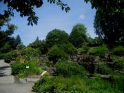 Fjellhagen Botanisk hage Tøyen 2008.jpg