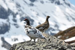 Fjellrype (Lagopus Muta).jpg