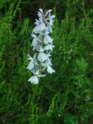 Flekkmarihand BH.JPG