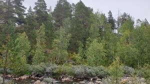 Flyhaugen Bjorli.jpg