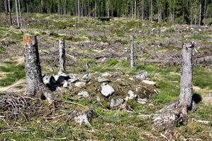 Foseidteigen nedre Brandval vestside tufter 2018.JPG