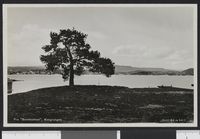 117. Fra "Sundbakken", Konglungen - no-nb digifoto 20150820 00033 bldsa PK21936.jpg