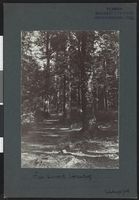 216. Fra Larvik bøkeskog - no-nb digifoto 20160317 00371 bldsa NGU0052.jpg