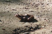 467. Frosk i Folkparken.jpg