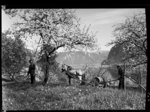 Fruktblomstring i Utne - no-nb digifoto 20150226 00180 NB MIT FNR 00243 B.jpg
