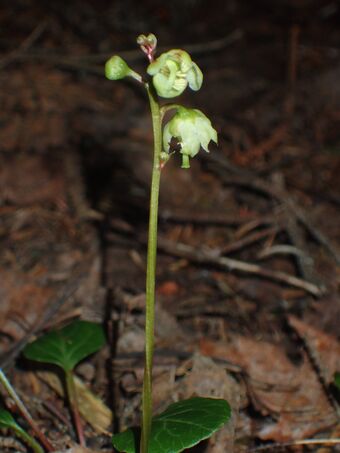 Furuvintergrønn BH.JPG