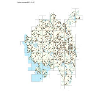 Galium boreale 1.png