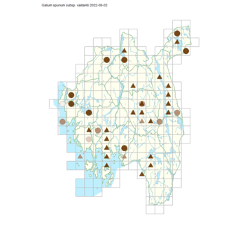 Galium spurium subsp. vaillantii.png