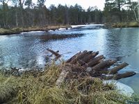 Rester av gamal deming