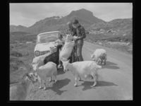 37. Geiter - no-nb digifoto 20150116 00030 NB MIT FNR 21471.jpg