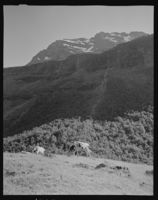 2. Geiter og kalv på fjellet - no-nb digifoto 20151125 00071 NB MIT FNR 08961.jpg