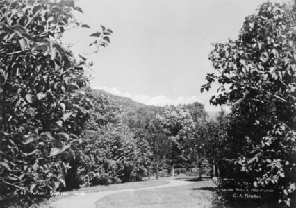 Ein elegant slyngande sti mellom lubne buskar og tre. Det ser ut til å vera nytta ein lys og fin grus til stiane. Overgangen mellom plen og sti lenar er stukke på ein flott måte slik at ein får skarpe og presise kantar. Foto: Kunstforlaget Mittet & Co. A/S (Nasjonalbiblioteket)