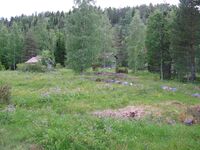 Setervollen sommeren 2009. (Foto: Bent Ek)