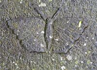 Sommerfugl på gravminne på Borre kirkegård.