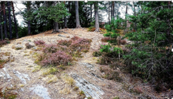 Gravrøys på Brånås Nordre ovenfor gravfeltet. Foto Bjarne Gaut