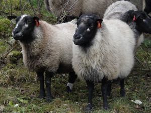 Grey troender sheep.jpg