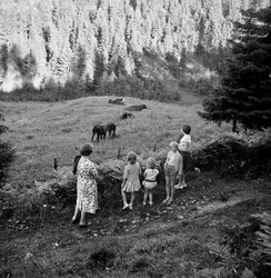 Gryta var bratt, men et godt beiteområde. Foto Gunnar Søderstrøm.