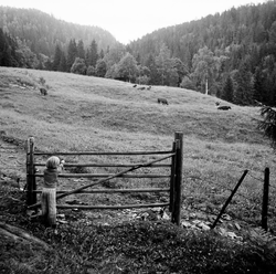 Gryta var godt beiteområde. Foto Gunnar Søderstrøm.