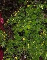 Sjelden gulveis på Østmodum