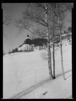 74. Høsbjør - no-nb digifoto 20150206 00065 NB MIT FNR 15941.jpg