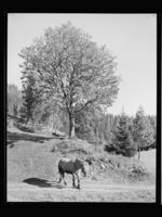 11. Høst - no-nb digifoto 20150116 00245 NB MIT FNR 21537.jpg