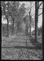 203. Høstmotiv - no-nb digifoto 20151020 00302 NB MIT FNR 03012.jpg