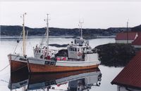 «Høydølen», H-31-B, er her i Vikafjorden april 1996