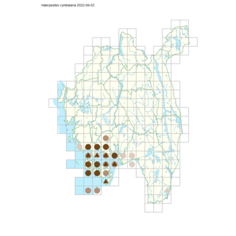 Halerpestes cymbalaria.png