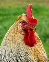 «Haninn á Bjarteyjarsandi». Foto: (Kristin Sig).