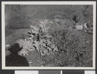 54. Hanna Resvoll-Holmsens strandkål1.jpeg