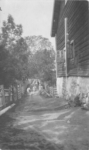 Haug 1921 ku i gutua.jpg