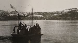 Havdrønn på Voldsfjorden.jpg