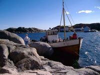 Havørn på sommertur