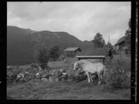 Fjording, 1949-50. Foto: Mittet