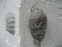 Figur som viser et hode og en kropp. Det finnes flere historier om hvorfor denne figuren finnes i muren.