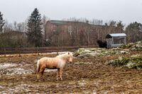 Hester på Søndre Ås gård på Holmlia med blokkbebyggelse i bakgrunnen. Foto: Leif-Harald Ruud (2021)