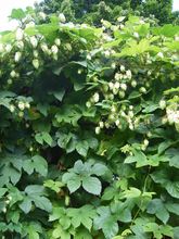 Humle med blomster. Foto: Anne Brit Borgen (2008).