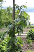 Humleurt ved Hovelsrud gård, Helgøya.jpg