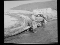 118. Hvalflensing, Tromsøsund - no-nb digifoto 20150120 00085 NB MIT FNR 20068.jpg