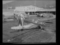 121. Hvalstasjon, Tromsøsund - no-nb digifoto 20150120 00080 NB MIT FNR 20072.jpg