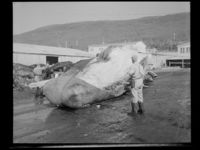 117. Hvalstasjon, Tromsøsund - no-nb digifoto 20150120 00081 NB MIT FNR 20070.jpg